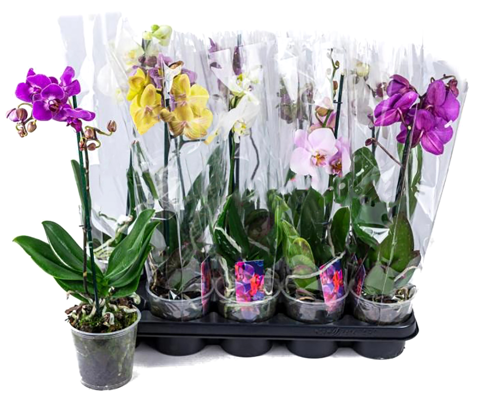 Рослина кімнатна Фаленопсис 12х55 см 1 стовбур мікс Van Geel