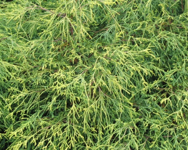 Растение Кипарисовик горохеплодный Филифера Грасилис/Chamaecyparis pisifera Filifera Gracilis С7.5 /Н 40