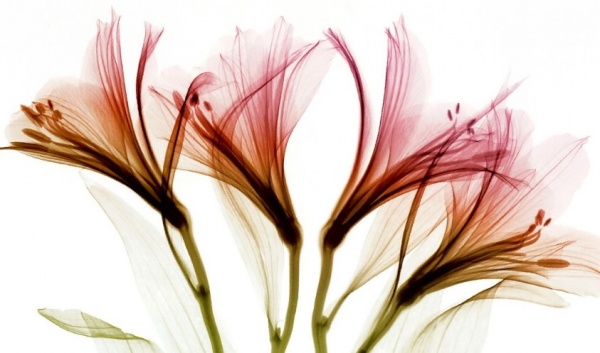 Картина на холсте Дыхание нежности 55x80 см ТЕРРАВОЛ 