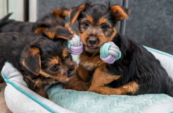 Игрушка Trixie для собак Гантель с канатом котон 15 см 32811