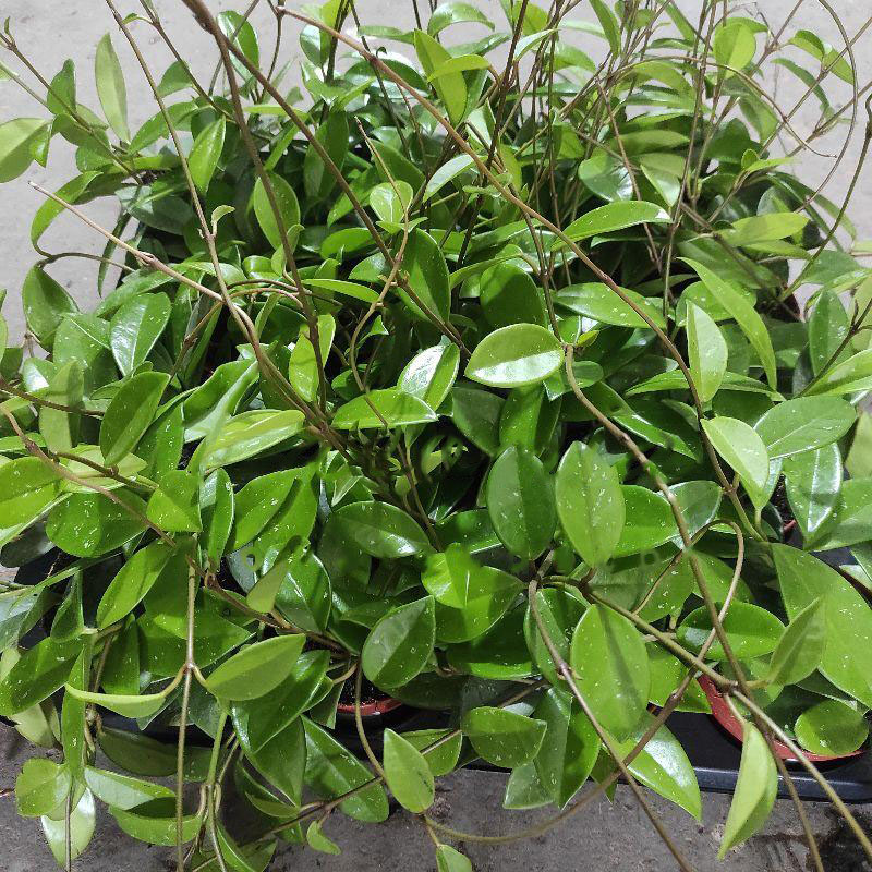 Рослина Хойя 12х10 Carnosa