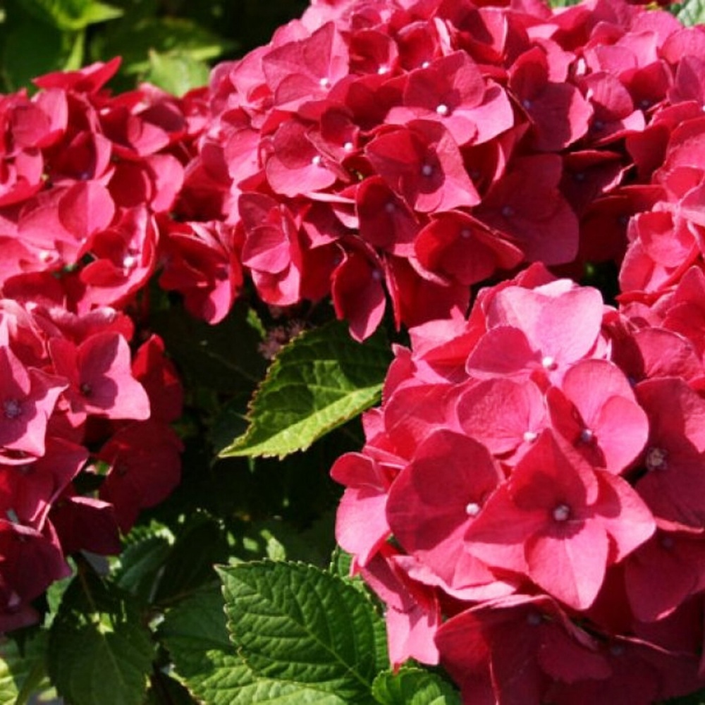 Рослина Гортензія 10х25 червона