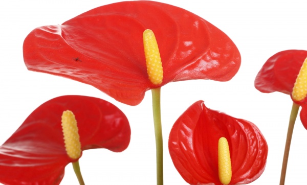 Растение комнатное Антуриум 12/40 оранж