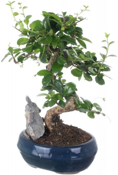 Растение Бонсай в керамической плошке 20/25