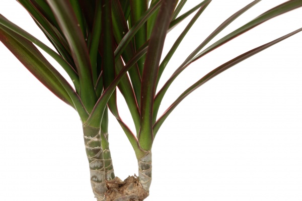 Рослина кімнатна Драцена Мажента 1 стовбур 12x45 см