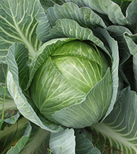 Семена Садовий Світ капуста белокочанная Украинская осень 1г
