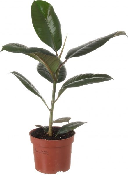 Растение Фикус elastica Abidjan 12х35 см