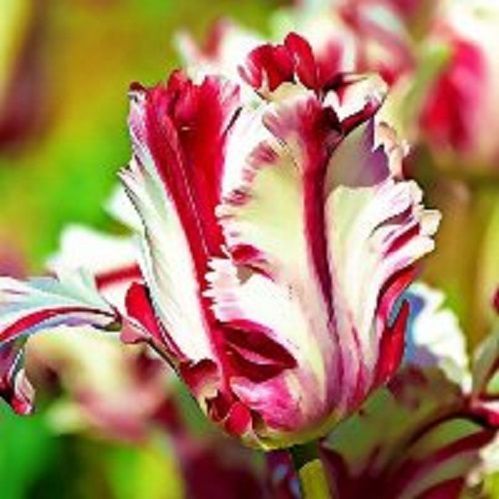 Луковица HBM Тюльпан Папугайные Естелла Рижнвельд 5 шт. 