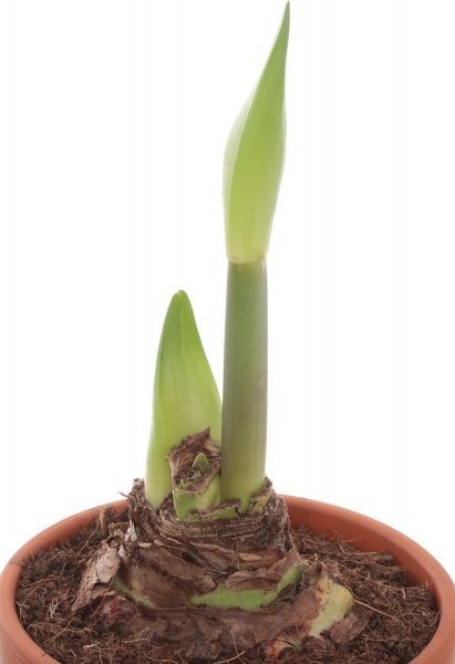 Растение Амарилис 15/55 2pp