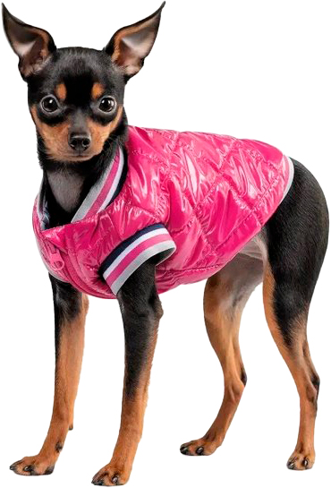 Бомбер Pet Fashion Grace XS PR243014