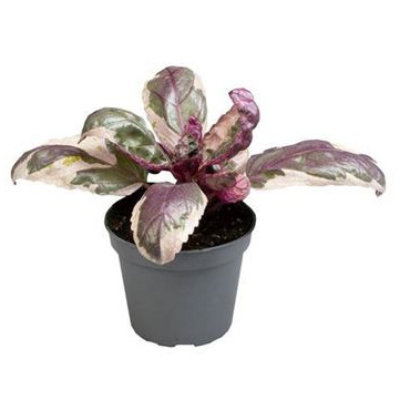 Растение Гемиграфис 06х10 Snow White