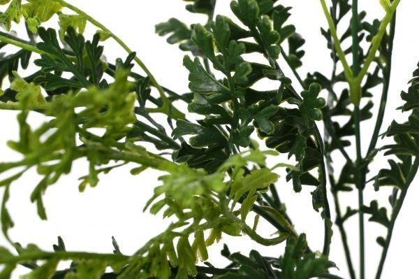 Растение искусственное Сорго HONGYE A5-03550