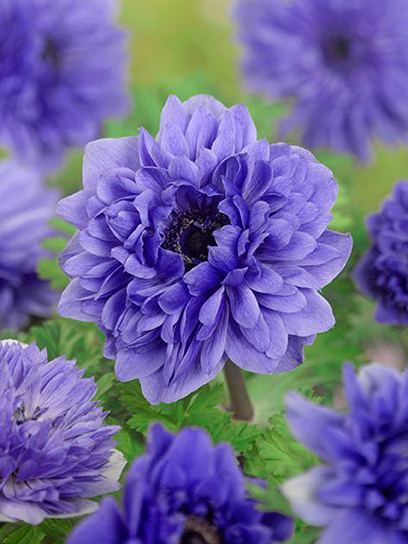 Корнеклубень TUBERBULB Export B.V. анемоны Лорд Лейтенант 5 шт.