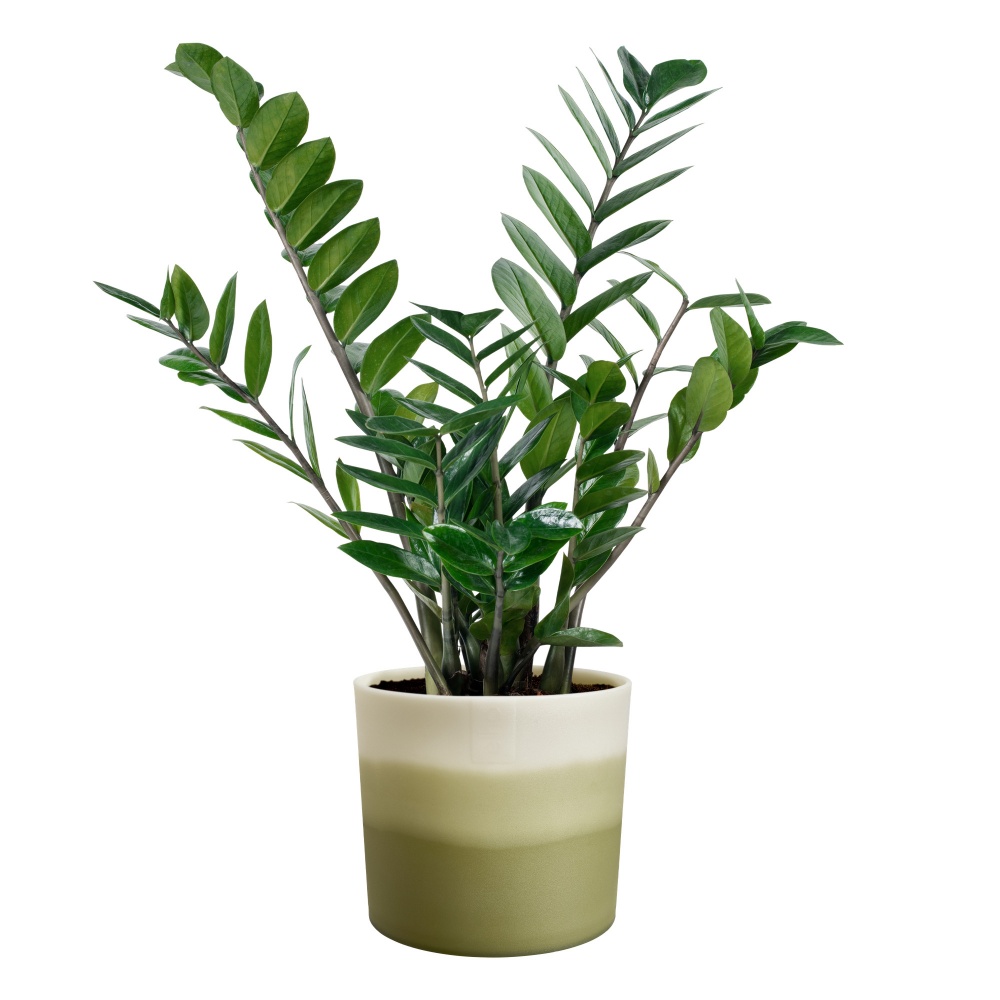 Вазон пластиковый пластик Colour gradient round круглый зеленый 3,9 л Elho (555153)