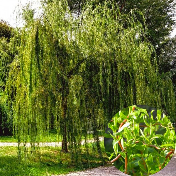 Растение Ива Матсудана С3