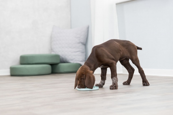 Миска Trixie для щенков Junior медленное кормление голубая пластик 21 см (34958)