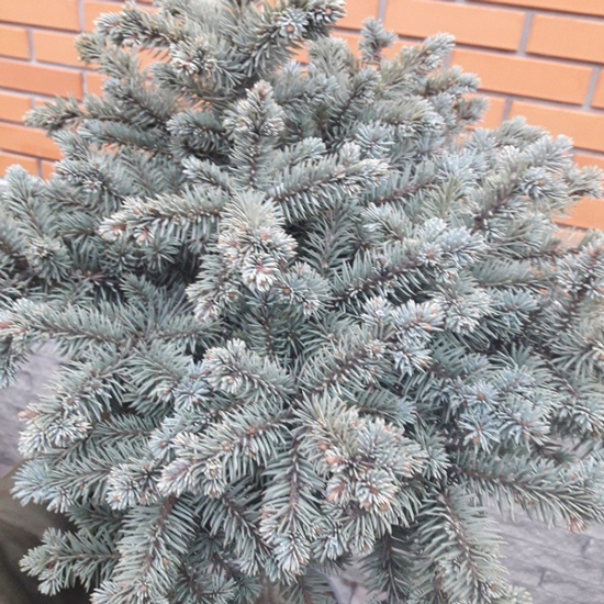 Растение Ель колючая / Picea pungens Glauca Compacta, C12