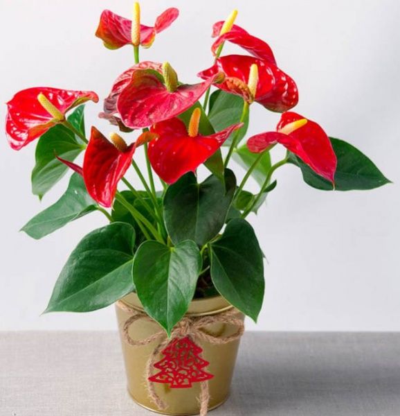 Рослина Антуріум червоний Diamond 9/35