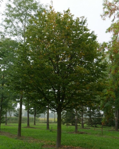 Растение Граб / Carpinus, С20 Pa 180-200