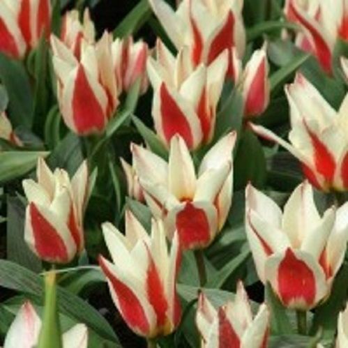 Луковица Тюльпан Кауфмана Йоханн Штраус 5 шт. 