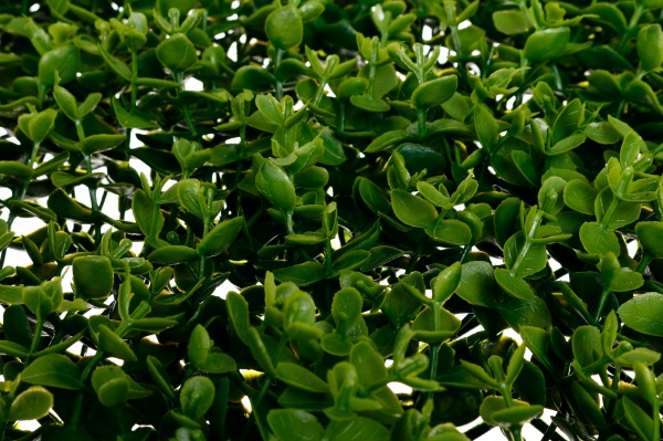 Искусственный коврик самшит 40x60 см зеленый