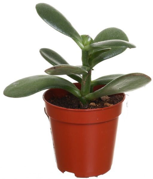 Растение Суккулент микс 5/8