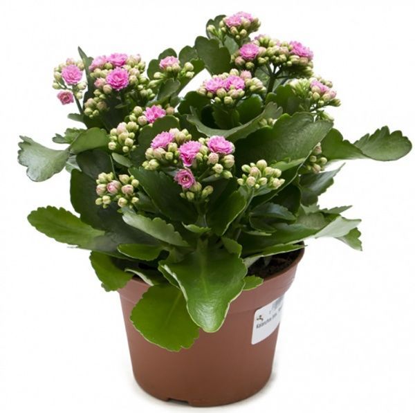 Растение Каланхоэ микс Сarnaval 15/25