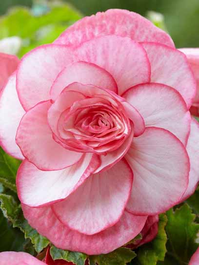 Клубень бегонии Пикоти Уайт-Рэд 1 шт. 