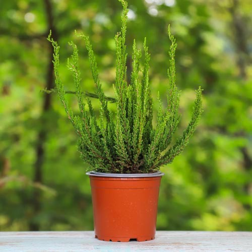 Растение Вереск каллуна темно-зеленая Зелда d12/h25