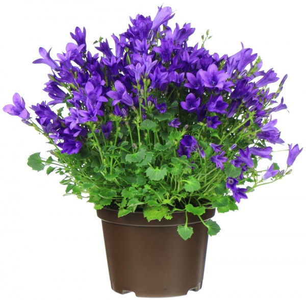 Растение комнатное Кампанула 10,5х20 см