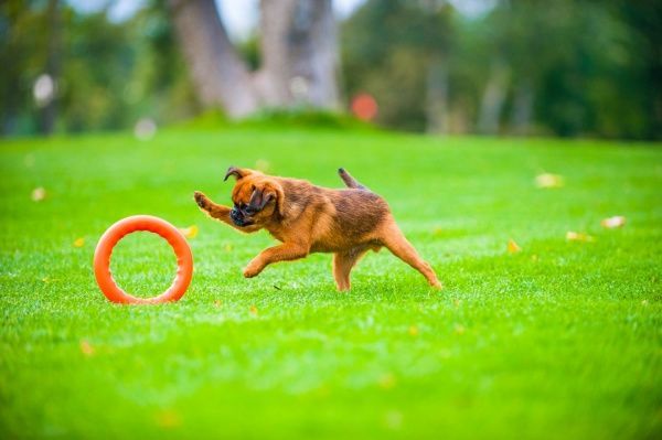 Игрушка для собак PitchDog кольцо для апортировки d 20 см оранжевое