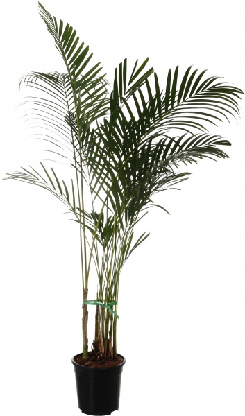 Рослина кімнатна Арека 27/150