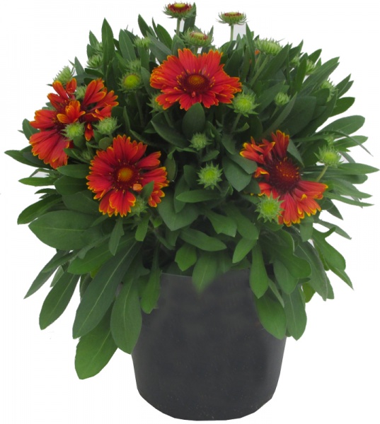 Растение Гайлардия Burgunder