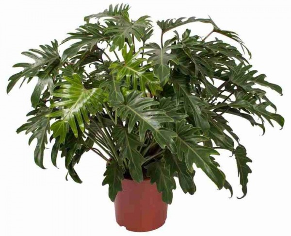 Растение Филодендрон Ксанаду 21/55