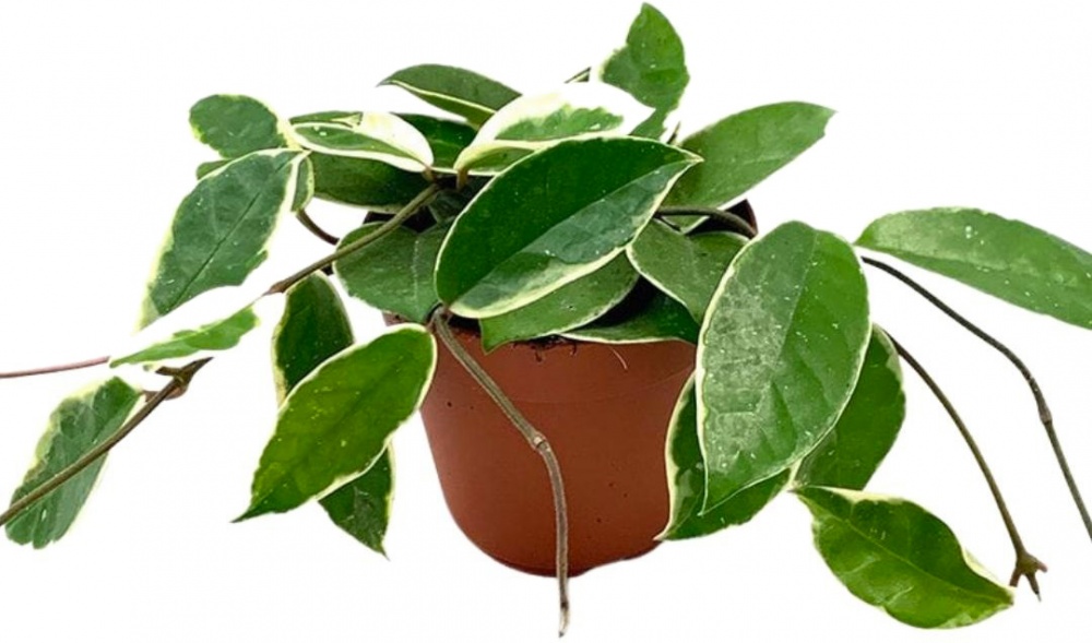 Рослина Хойя 12х15 Krimson Queen