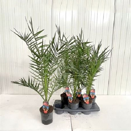 Растение Финиковая пальма 15х120 Сanariensis