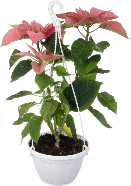 Растение Пуансеттия D20 см