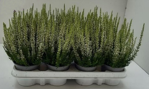 Растение Каллуна белая d11/h20