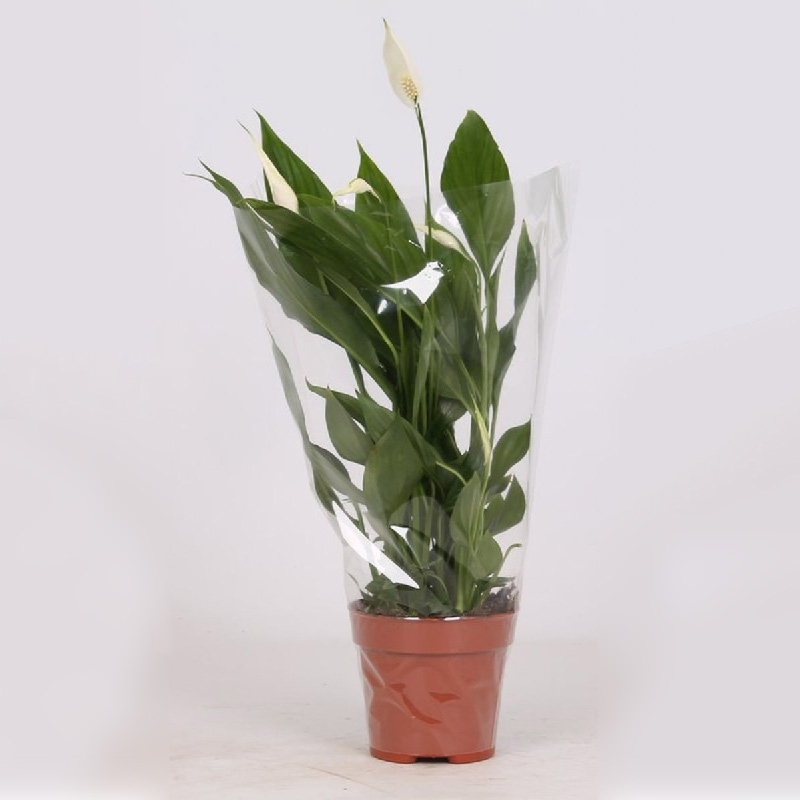 Растение Спатифиллум 13х50-55