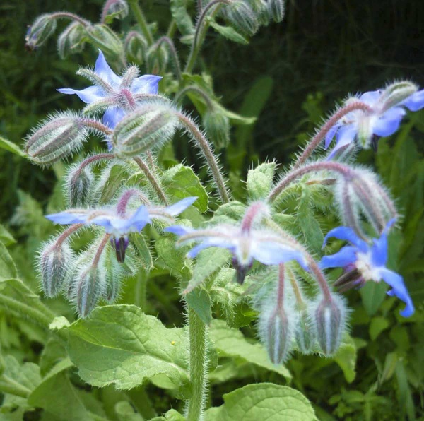 Семена Професійне насіння огуречная трава Бораго 1 г (4823058203539)