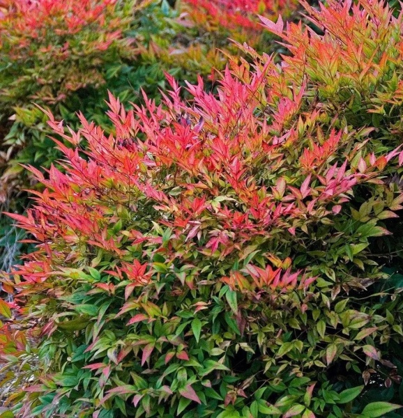 Растение Нандина домашняя / Nandina domestica С3/ Н 20