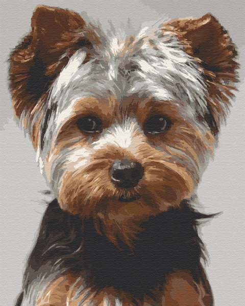 Картина за номерами Йоркшир-тер'єр 11644-АС 40х50 см ArtCraft 