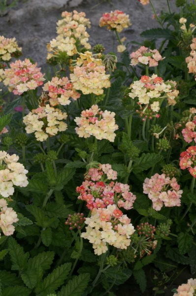 Насіння Професійне насіння вербена абрикосова 0,1 г (4823058203836)