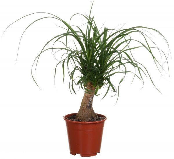 Растение Бокарнея 14/40