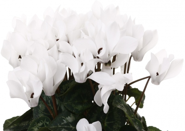 Растение комнатное Цикламен микс d10/h20