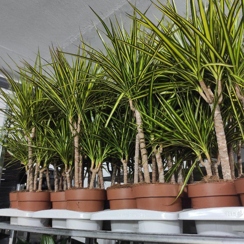 Растение Драцена Janet Graig 24x150