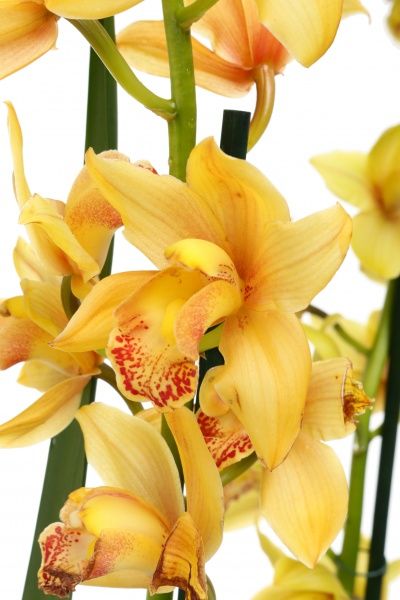 Растение Цимбидиум 2-3 стволы микс 14х65 см