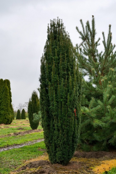 Растение Тис/ Taxus baccata Fastigiate С3, Н.15-20