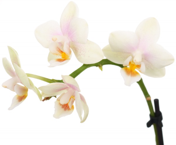 Рослина Фаленопсіс міні мікс 6/20