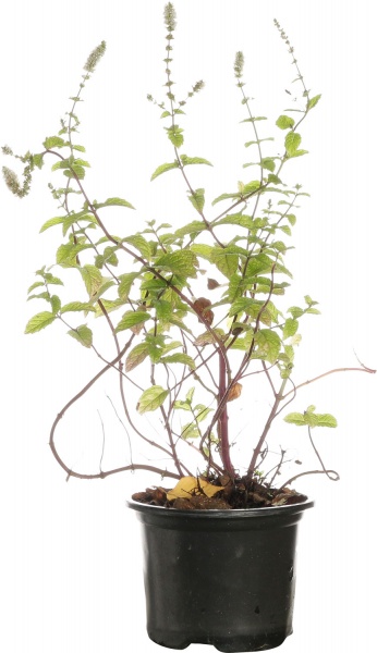 Рослина м’ята ментха d12